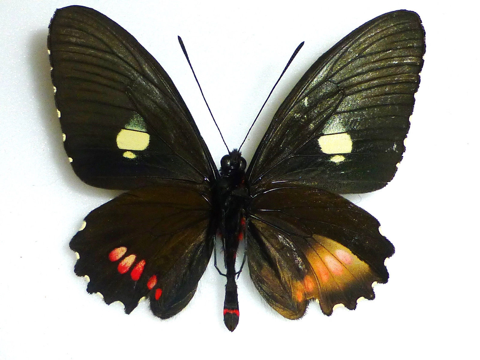 Parides erithalion chichipensis (verso, gynandromorph) (Internet Image property of respective owner, non-commercial use only)